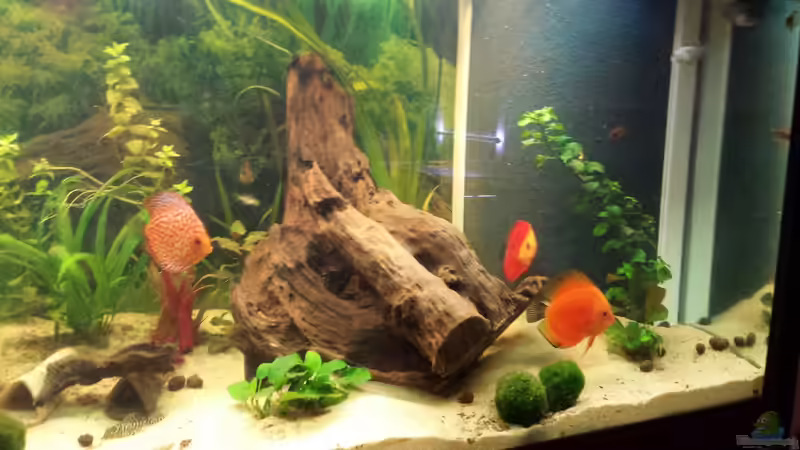 Disketten von Moe (9)