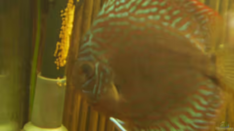 Diskus- Gelege am Filtereinlauf von Sebastian Sander (21)