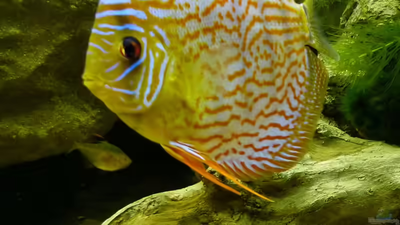 Diskus 24.03.14 von ~Marco~ (80)