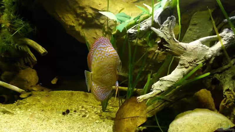 Diskus 24.03.14 von ~Marco~ (83)