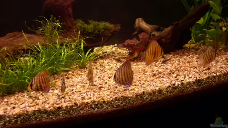 Diskus am 12.05.2006 von Mirko Weser (15)