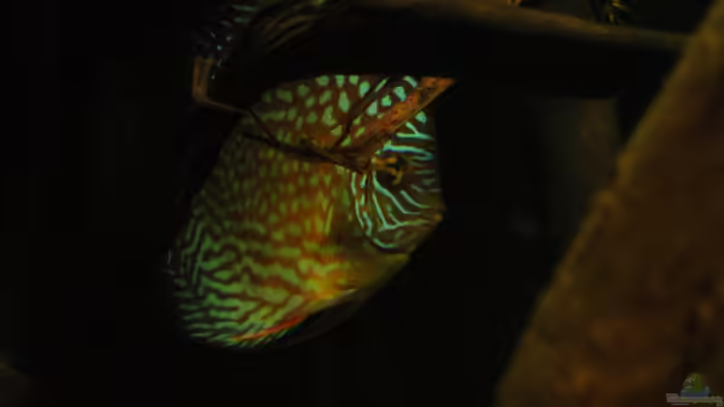 Diskus am 13.4.2011 von Laura (22)