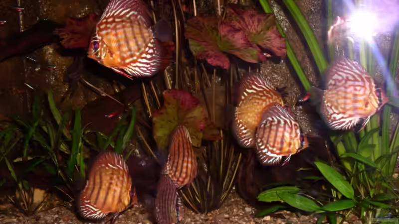 Diskus am 22.08.2006 von Mirko Weser (16)