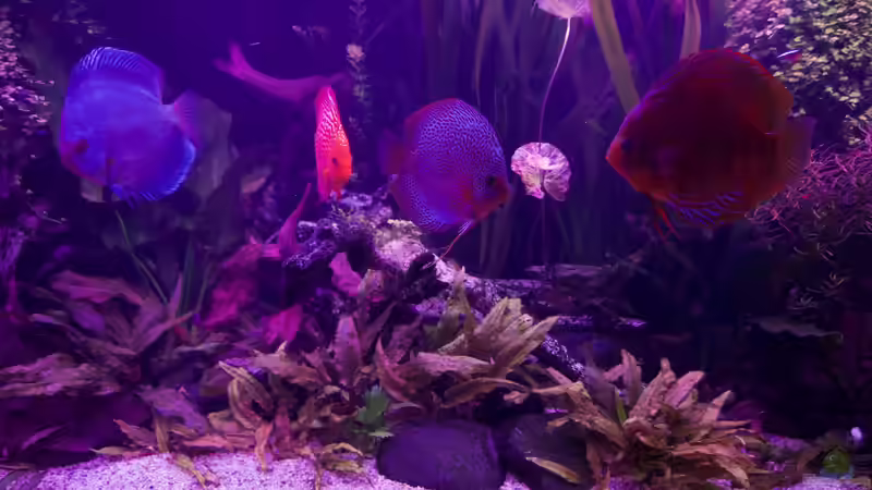 Diskus am Abend. von Alexander Bienefeld (40)