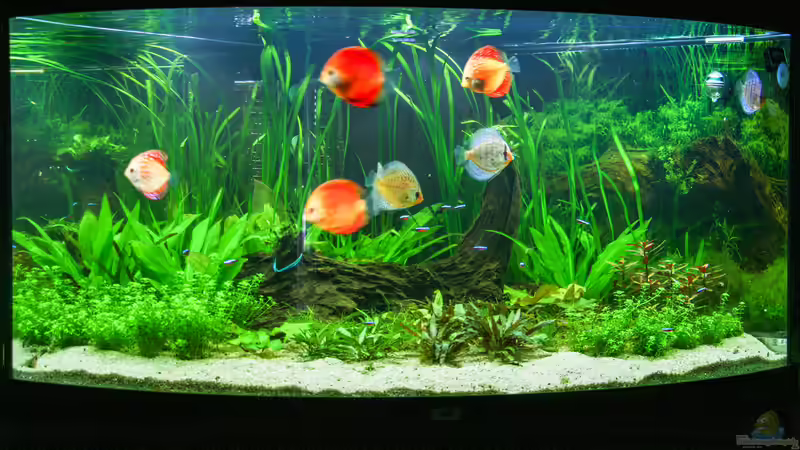 Diskus Amazonas 15/06/2015 von Phil Cave (3)