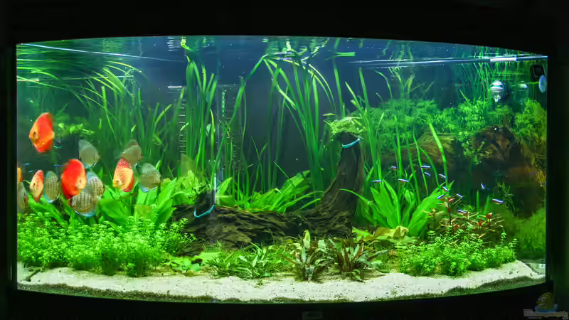 Diskus Amazonas 15/06/2015 von Phil Cave (4)