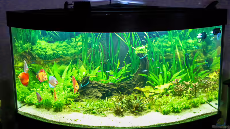 Diskus Amazonas 15/06/2015 von Phil Cave (5)