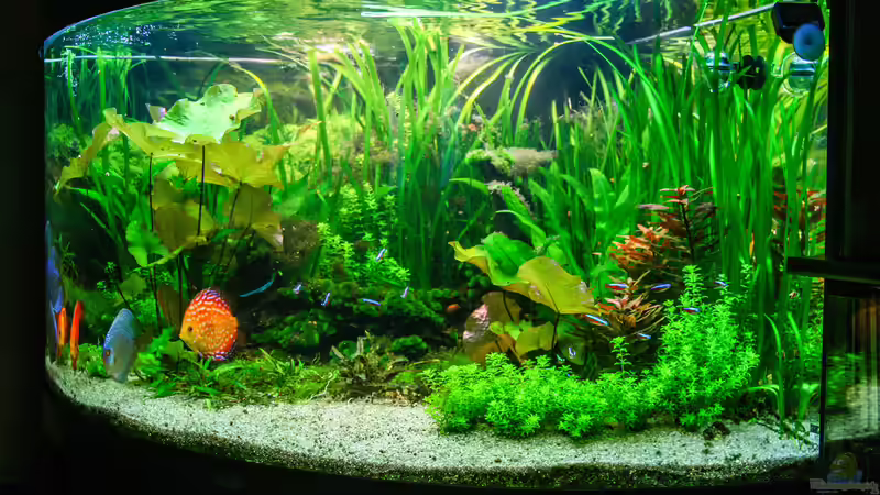 Diskus Amazonas 30/08/2015 von Phil Cave (6)