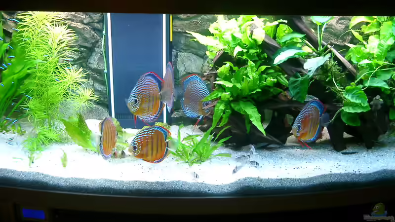 Diskus Aquarium 13.12.09 von ALTHO81 (1)