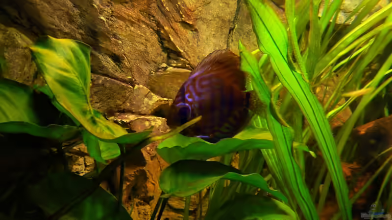 Diskus auf Futtersuche 04.2008 von Tim Burow (21)