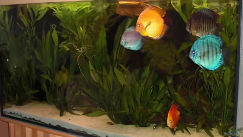 Diskus-Becken von Amazonasbecken.eu (1)