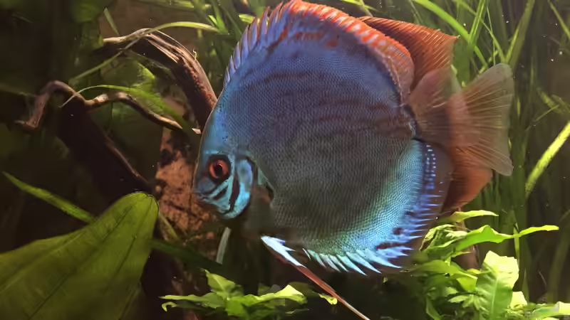 Diskus bei der Brutpflege  von Philipp Fichte (11)