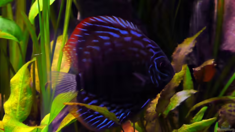 Diskus beim Schauschwimmen 04.2008 von Tim Burow (24)