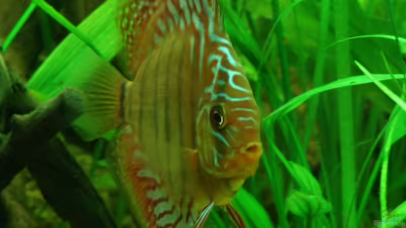 Diskusfische im Aquarium halten (Einrichtungsbeispiele mit Symphysodon)