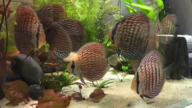 Diskus eine Stunde nach dem Einsetzen von stroelly (43)