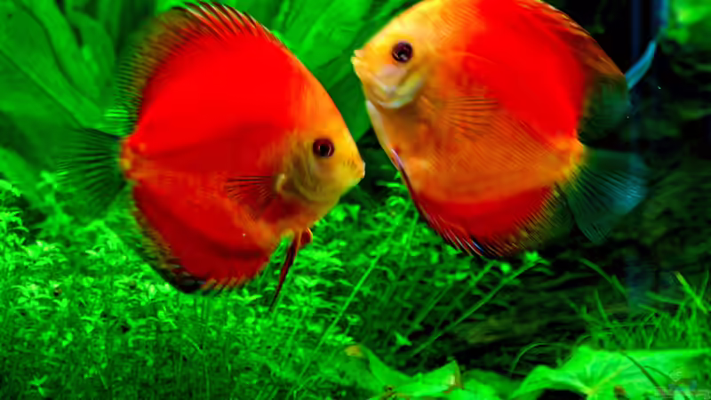 Diskus Feuer Rot 10 cm von Phil Cave (64)