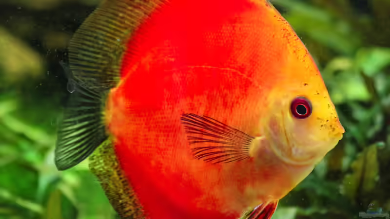 Diskus Feuer Rot 10 cm von Phil Cave (65)