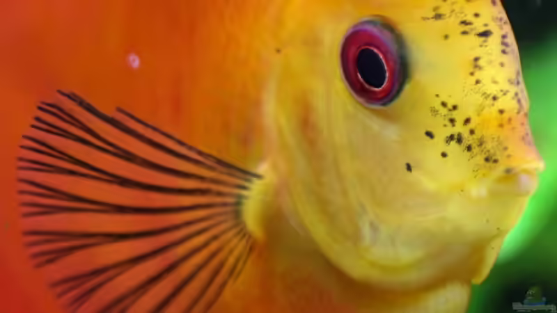 Diskus Feuer Rot 12/09/2015 von Phil Cave (94)