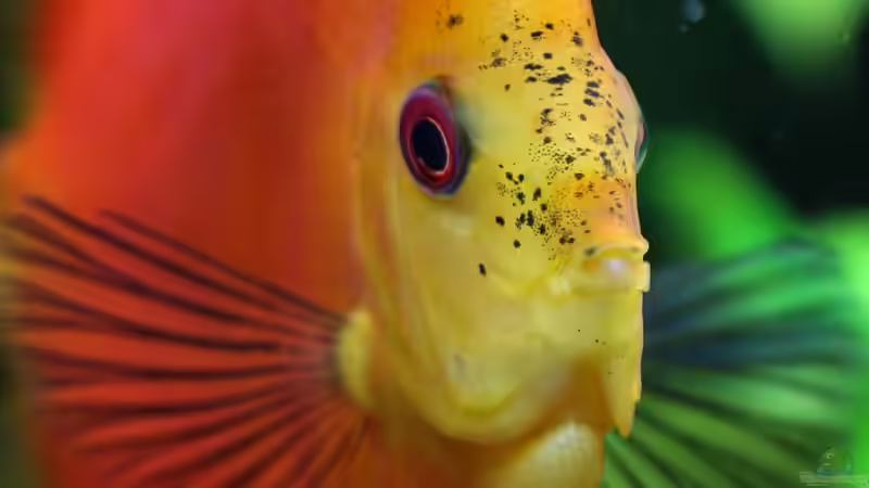 Diskus Feuer Rot 12/09/2015 von Phil Cave (95)