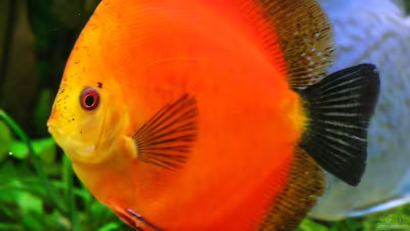 Diskus Feuer Rot (W) 30/08/2015 von Phil Cave (81)