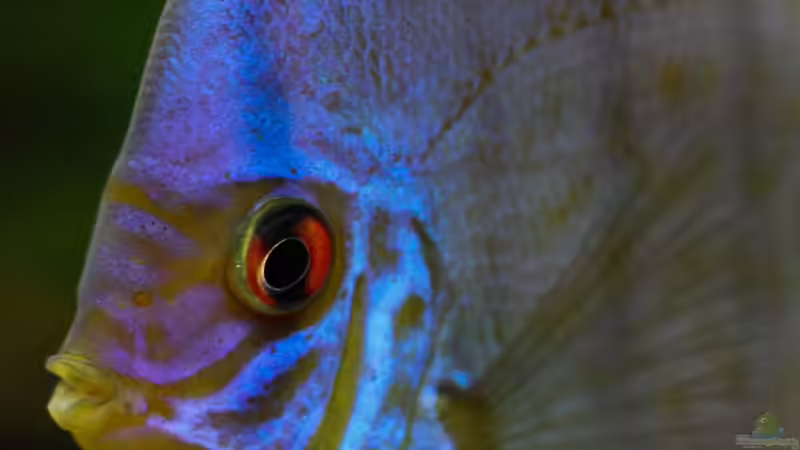 Diskus Kobalt Blau 12/09/2015 von Phil Cave (92)