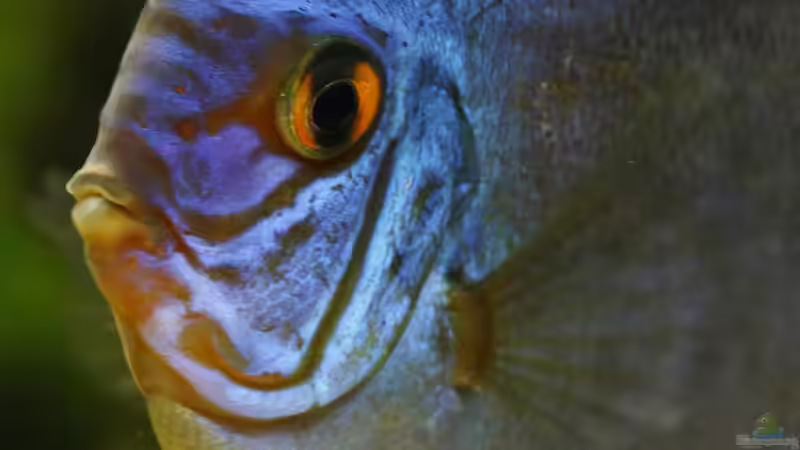 Diskus Kobalt Blau 12/09/2015 von Phil Cave (93)