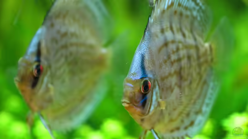 Diskus Kobalt Blau 8cm von Phil Cave (58)