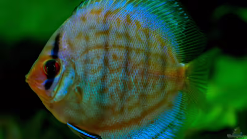 Diskus Kobalt Blau 8cm von Phil Cave (59)