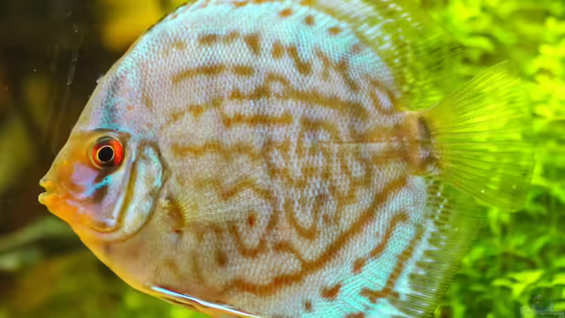 Diskus Kobalt Blau 8cm von Phil Cave (60)