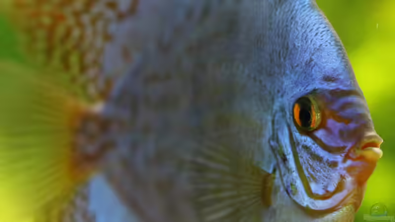 Diskus Kobalt Blau (M) 12/09/2015 von Phil Cave (91)