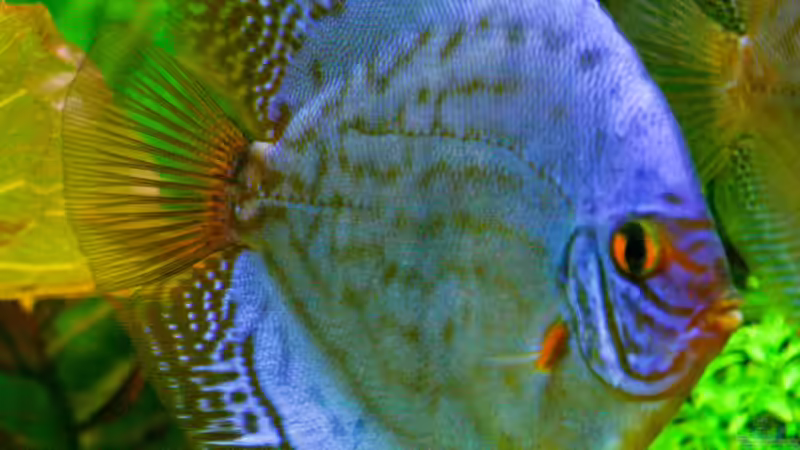 Diskus Kobalt Blau (M) 30/08/2015 von Phil Cave (83)