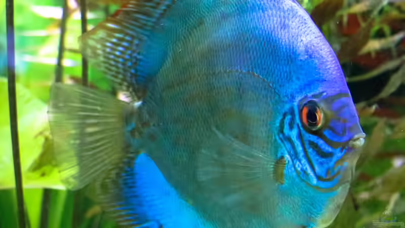 Diskus Kobalt Blau (W) 22/10/2015 von Phil Cave (102)