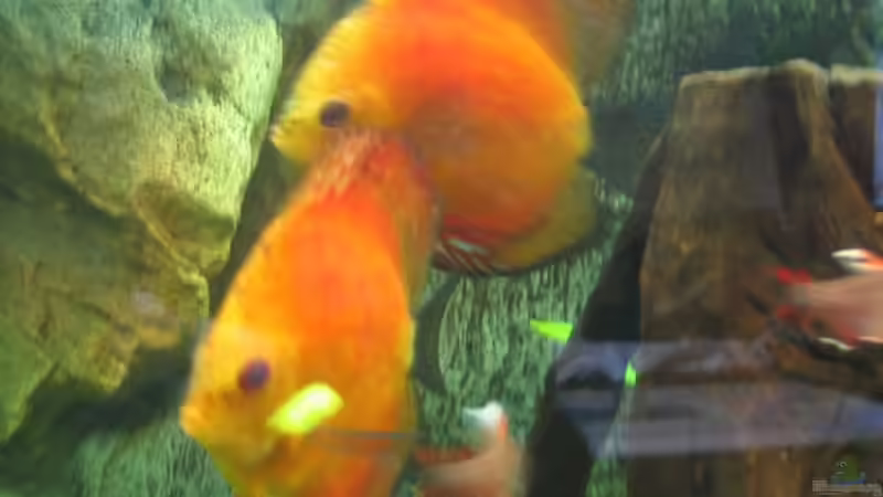 Diskus-Kreuzung / Golden Sunrise u. Marlboro von Friedrich Straßl (11)