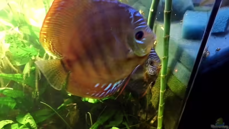 Diskus Laichen - 24.03.2013 --16:40 Uhr von snooze (22)