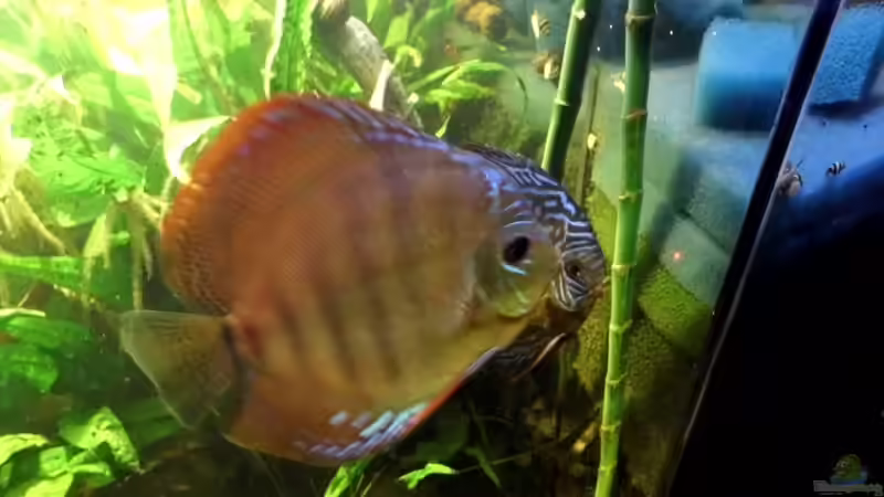 Diskus Laichen - 24.03.2013  16:40 Uhr von snooze (21)