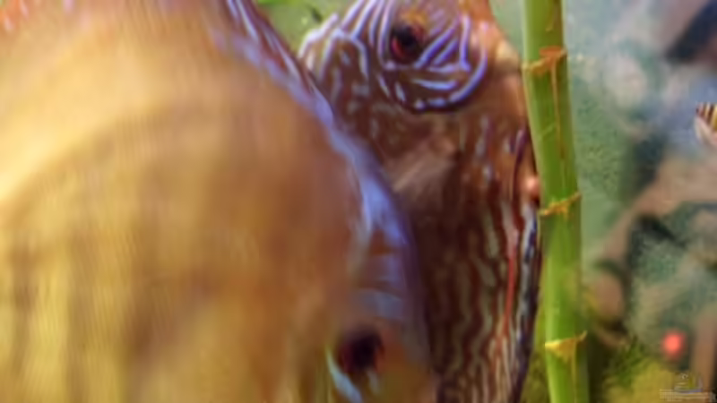 Diskus Laichen - Aktueles Foto -24.03.2013 -- 16:40 Uhr von snooze (20)