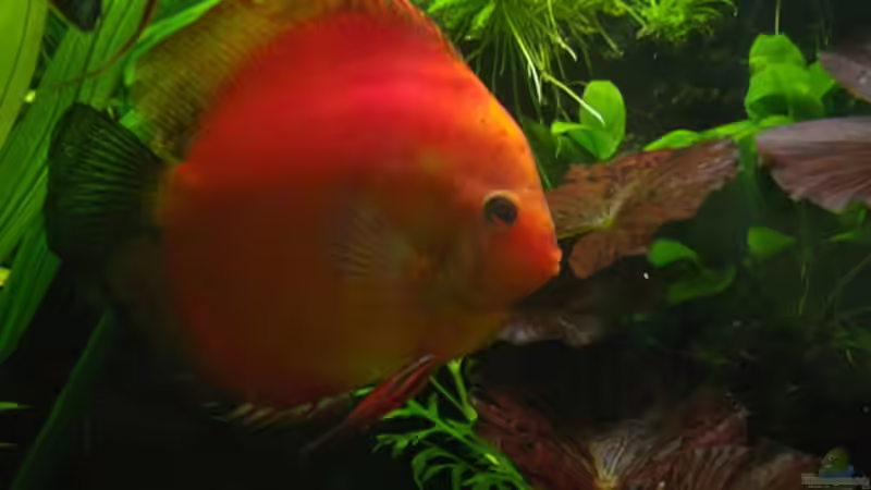 Diskus Marlboro Red 3 von condor (15)