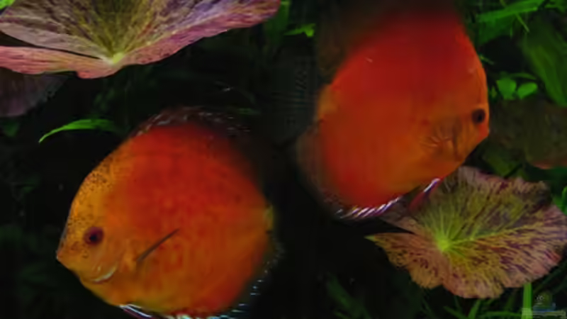 Diskus Marlboro Red 4 von condor (16)