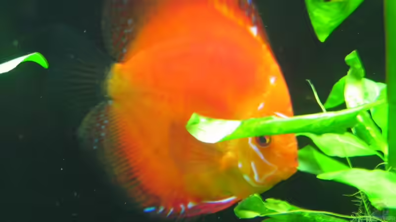 Diskus Marlborored größ ca. 20 cm von Andre Stechert (9)