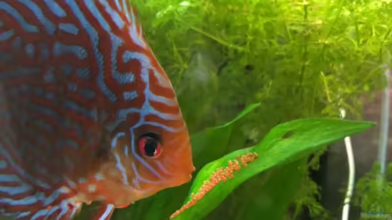 Diskus mit Gelege von stroelly (44)