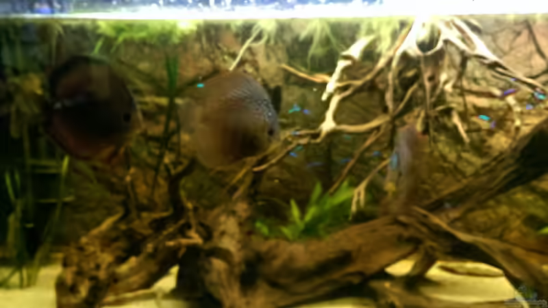 Diskus,Neons von Ottche (5)