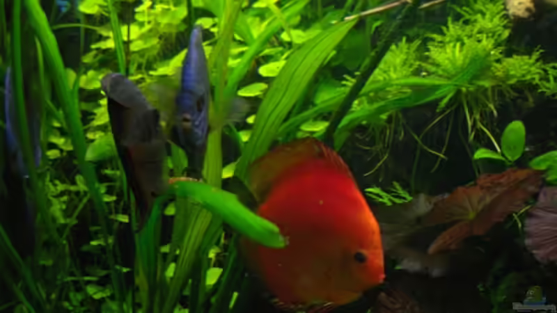 Diskus Paar beim ablaichen von condor (17)