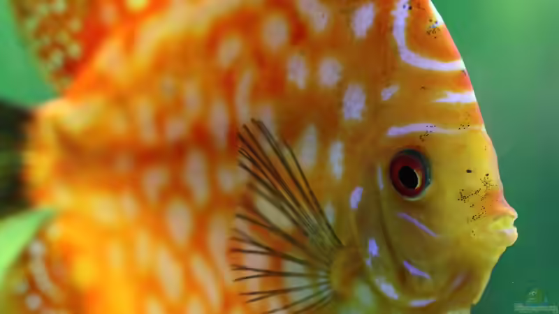 Diskus Pigeon Blood 12/09/15 von Phil Cave (86)