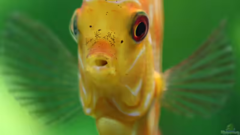 Diskus Pigeon Blood 12/09/15 von Phil Cave (89)