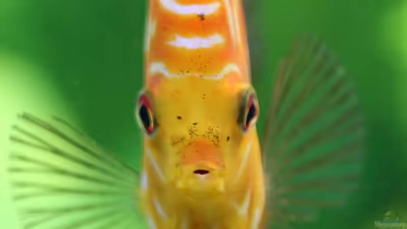 Diskus Pigeon Blood 12/09/15 von Phil Cave (90)