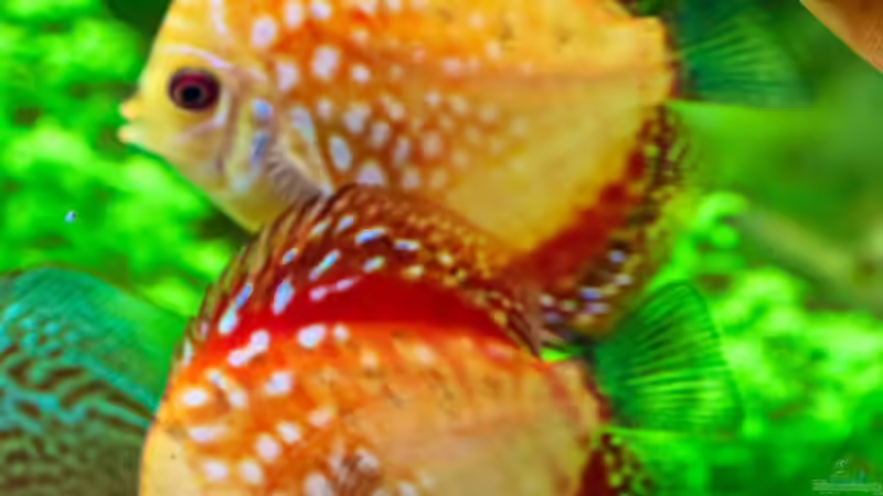 Diskus Pigeon Blood Rot 8 cm von Phil Cave (61)