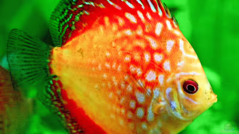 Diskus Pigeon Blood Rot 8 cm von Phil Cave (63)