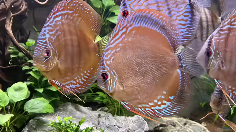 Diskus Piwowarski  von Nick Fisher (39)