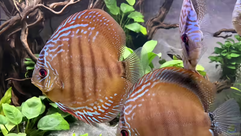 Diskus Piwowarski Curilenquer von Nick Fisher (36)