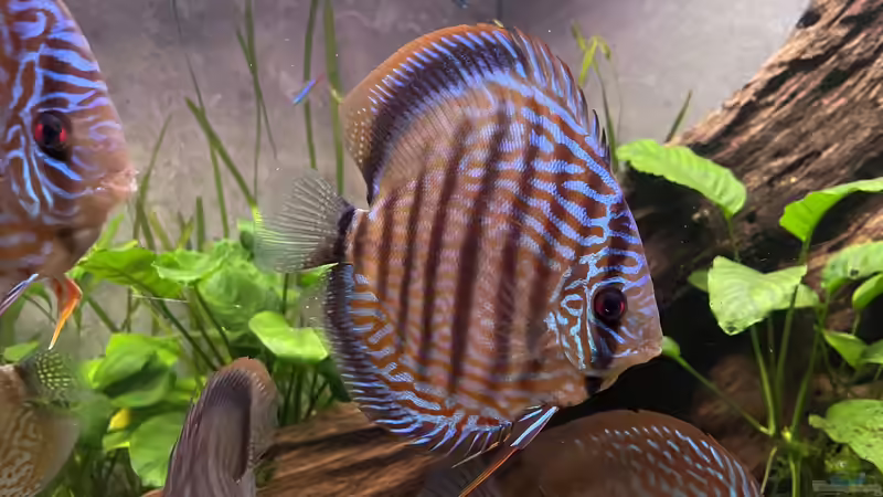 Diskus Piwowarski Rot Türkis von Nick Fisher (38)